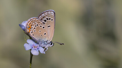 tiny butterfly on blue flower, Rose’s Blue, Polyommatus rosei