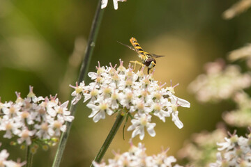 Schwebefliege auf einer weißen Blüte © Aloisia