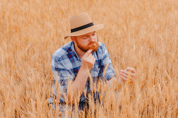 Naklejka na ściany i meble the farmer and agronomist working in the field, inspect ripening wheat seeds. concept of agricultural business. Work as a businessman in agriculture.