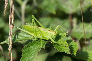 grünes Heupferd auf einem Brombeerblatt