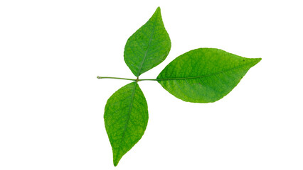 Aegle marmelos leaf, Beal leaves on a white background. Bilva Patra Stock Image