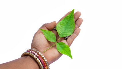 Woman holding holy Aegle marmelos or Bael leaf in hand on white background.