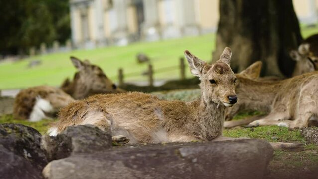 Slow motion shot of a herd of Nara deer lying down in the shade below a tree