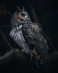 Wise Gaze: Captivating Owl Portrait