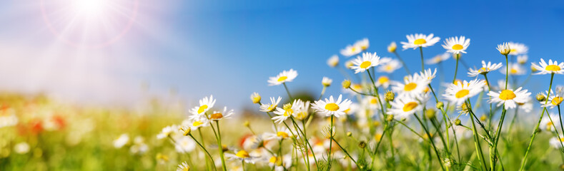 Close up view of the daisies on the summer field.
