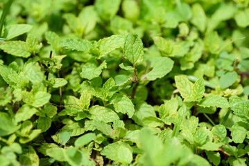 Sprouts and leaves of mint in a pot in the garden