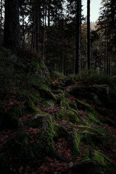 Mystical Bavarian Forest Enchantment