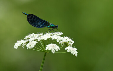 Zygoptera en el rio tormes en gredos