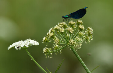 Zygoptera en el rio tormes en gredos