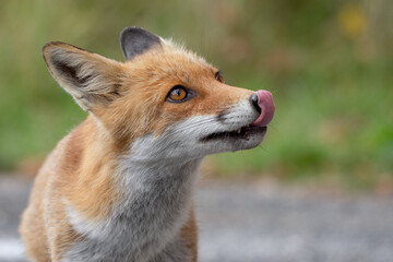 Fox