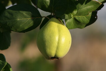 green pear on a tree