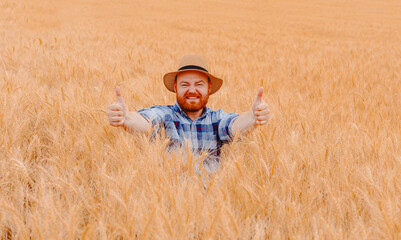 Happy farmer showing thumbs up while standing in his growing wheat seeds field.