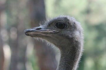 portrait of an ostrich