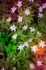 Delicate white flowers on a green background of tender leaves.