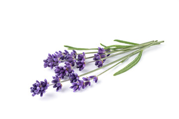 Fototapeta premium Lavender flower isolated on white background. Bouquet of lavender flowers with leaves. Alternative medicine herbs.
