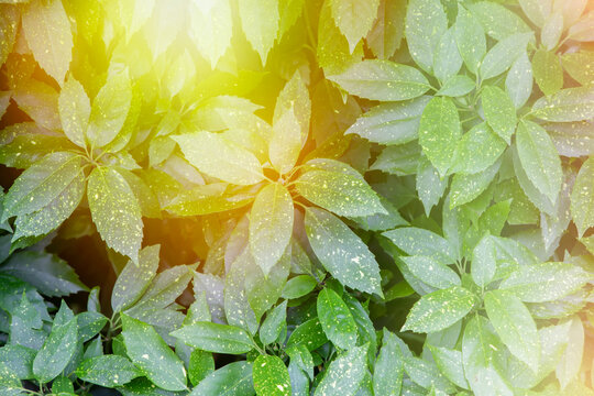 The leaves of the evergreen shrub akuba in the rays of yellow sunlight. Floral background