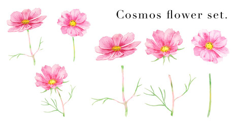 赤いコスモスの花の素材水彩イラスト   © きだ