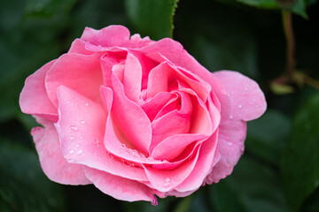 Pink Roses. The pink roses in between the green leaves after rain