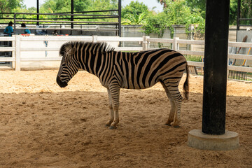 Fototapeta na wymiar one zebra stands with a stall in zoo.