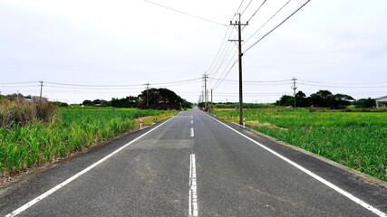 鹿児島県与論島のサトウキビ畑の一本道