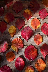 Fototapeta premium Autumn background. Red, orange leaves from trees on a wooden background. Alder leaf.