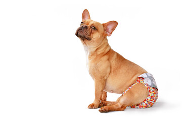 French Bulldog dog wearing fabric period diaper pants for protection on white background