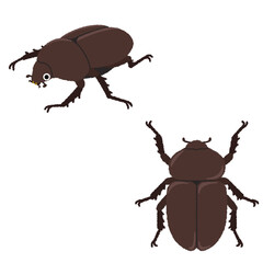カブトムシ（メス）のイラスト