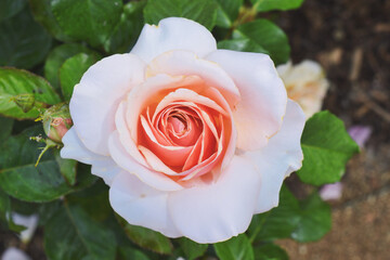 Top view of full peach and white colored rose flower in bloom