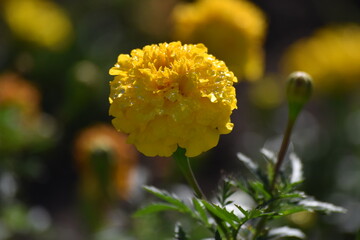 Flor de cempasúchil amarilla Tagetes erecta con gotas de rocío en primer plano