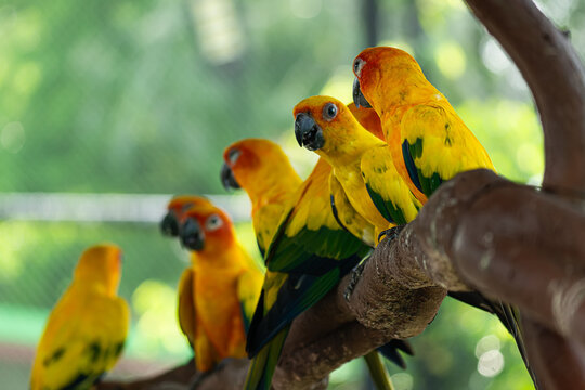 Sun conure parrot or bird Beautiful is aratinga has yellow, Aratinga solstitialis exotic pet adorable,