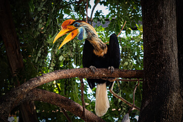 Sulawesi Kalao. National bird of Sulawesi. colourful hornbill native to Indonesia, Knobbed Hornbill, Aceros cassidix. Like Parrot colorful huge bird, red eye, dark green jungle background. © diy13