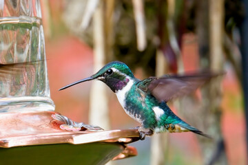 A male White-bellied Woodstar hummingbird (Chaetocercus mulsant), at a garden feeder, near Bogota, Colombia.