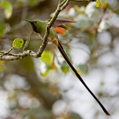 A male Black-tailed Trainbearer hummingbird (Lesbia victoriae), threat display whilst perched in a bush near Bogota, Colombia.