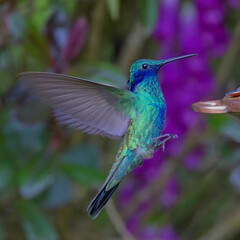 A male Sparkling Violetear hummingbird (Colibri coruscans), approaching a garden feeder near Bogota, Colombia.