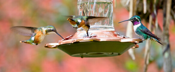 A male and two female White-bellied Woodstar hummingbirds (Chaetocercus mulsant), at a garden feeder, near Bogota, Colombia.