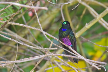 A male Blue-throated Starfrontlet hummingbird perched in a bush, near Bogota, Colombia.