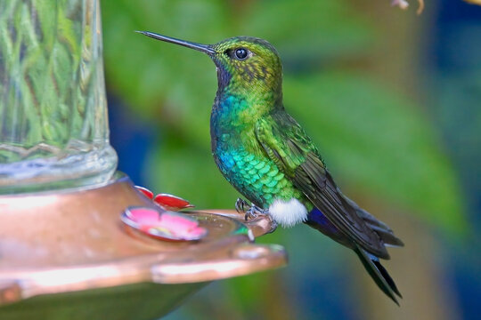 Coppery-bellied Puffleg hummingbird, (Eriocnemis cupreoventris) at a garden feeder, near Bogota, Colombia.