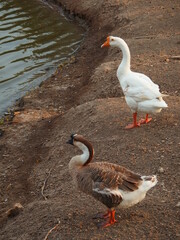 Fototapeta premium goose on the water