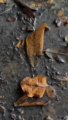 autumn in the forest