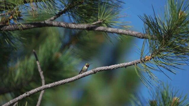 Cinematic hummingbird ruby throated rufous beautiful morning blue sky spring summer Aspen tree branch in Colorado USA Evergreen Vail Aspen nature flight slow motion off tree telephoto zoom close up