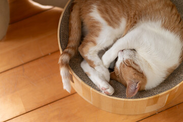 ぐっすり眠る猫　茶トラ猫