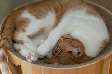 ぐっすり眠る猫　茶トラ猫