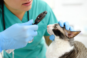 Veterinarian doctor checks eyesight of a cat of the breed Cornish Rex in a veterinary clinic....