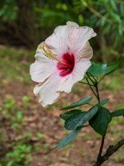 Closeup view of colorful white pink and red hibiscus rosa sinensis flower blooming outdoors in tropical garden