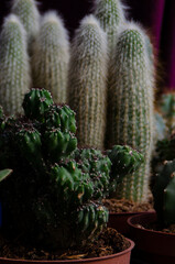 maceta de cactus con púas