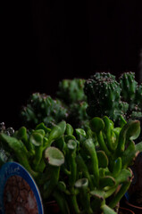 maceta de cactus con p&uacute;as