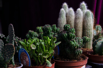 maceta de cactus con p&uacute;as