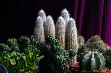 maceta de cactus con p&uacute;as