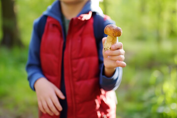 Preschooler child pick the edible mushroom during walk in the forest with his parent.