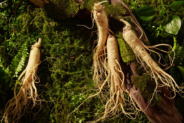 View from the top of several ginseng roots decorated on the grass with a tree branch. Ginseng (Panax ginseng) contains antioxidants that may reduce inflammation